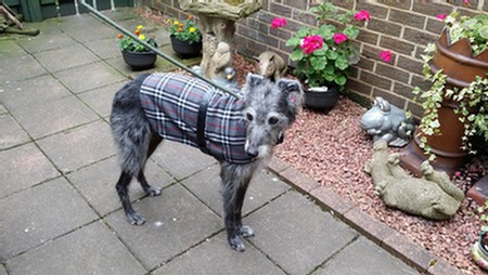 Create your own personal doggie coat for your pet with our online sewing classes. This amazing sewing course is an amazing bonus to have if you are learning the art of sewing. #onlinesewingclasses.